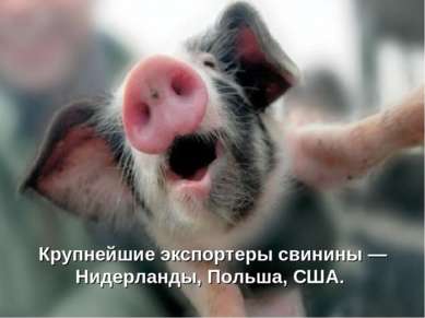 Крупнейшие экспортеры свинины — Нидерланды, Польша, США.