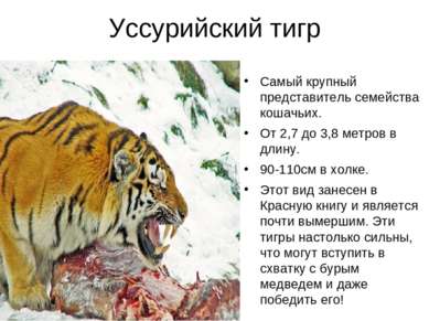 Уссурийский тигр Самый крупный представитель семейства кошачьих. От 2,7 до 3,...