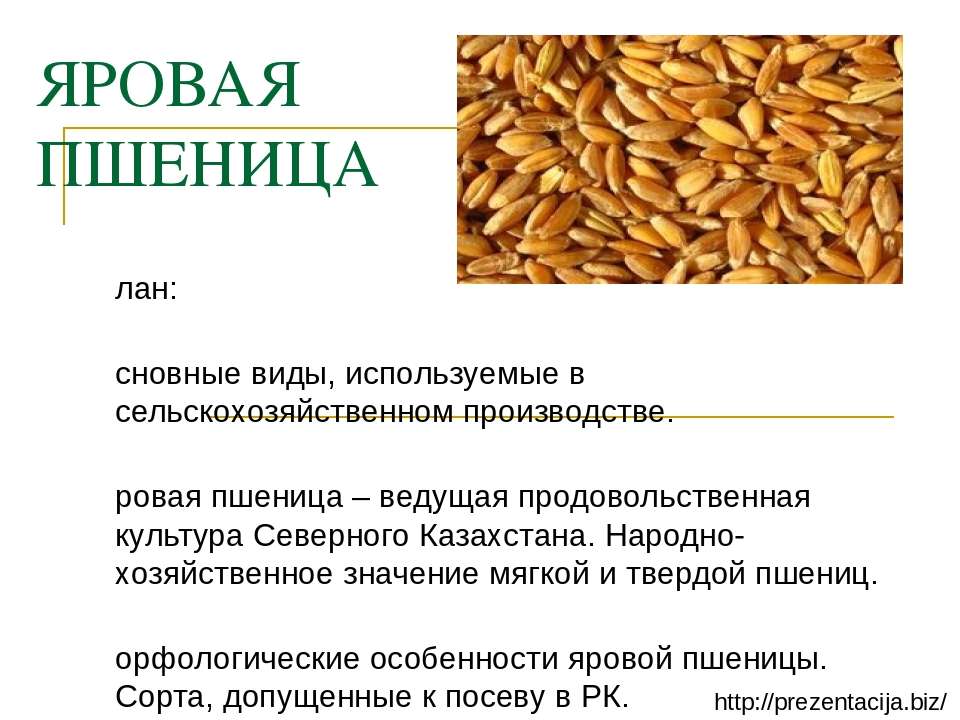 Озимая яровая отличия. Озимая и Яровая пшеница отличия зерна. Презентация на тему Яровая пшеница. Яровая мягкая пшеница. Разновидности Яровой пшеницы.