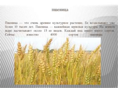 пшеница Пшеница — это очень древнее культурное растение. Ее возделывают уже б...