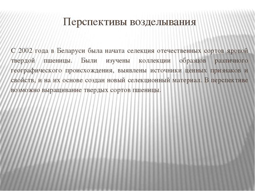 Перспективы возделывания С 2002 года в Беларуси была начата селекция отечеств...