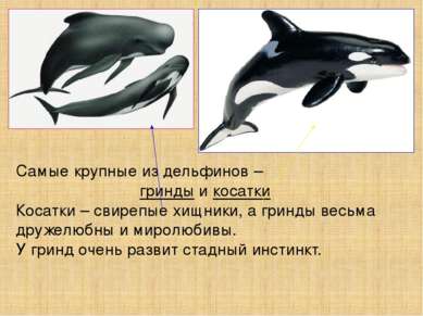 Самые крупные из дельфинов – гринды и косатки Косатки – свирепые хищники, а г...