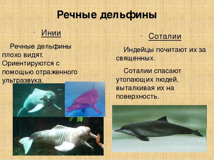 Речные дельфины Инии Речные дельфины плохо видят. Ориентируются с помощью отр...