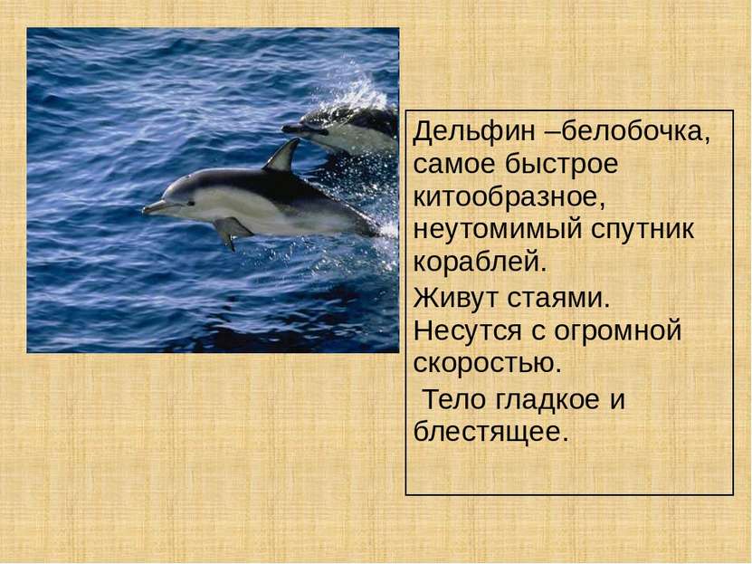 Дельфин –белобочка, самое быстрое китообразное, неутомимый спутник кораблей. ...