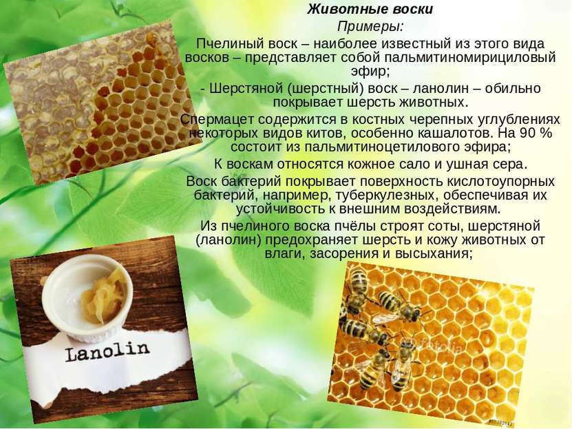 Животные воски Примеры: Пчелиный воск – наиболее известный из этого вида воск...