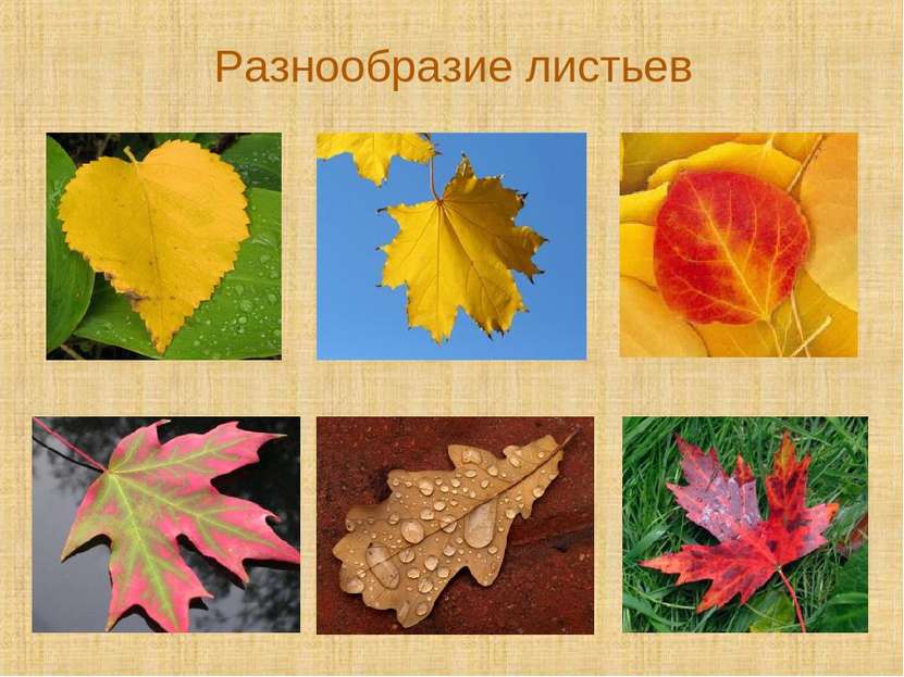 Разнообразие листьев