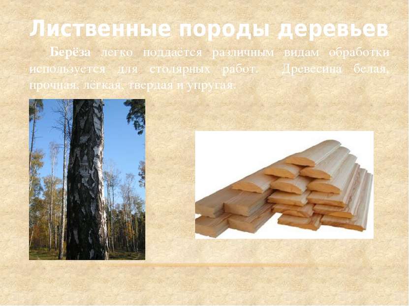 Лиственные породы деревьев Берёза легко поддаётся различным видам обработки и...