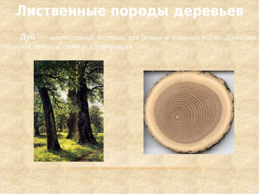 Лиственные породы деревьев Дуб — замечательный материал для резных и токарных...