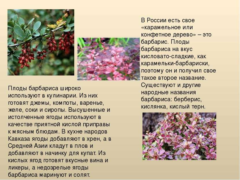 В России есть свое «карамельное или конфетное дерево» – это барбарис. Плоды б...