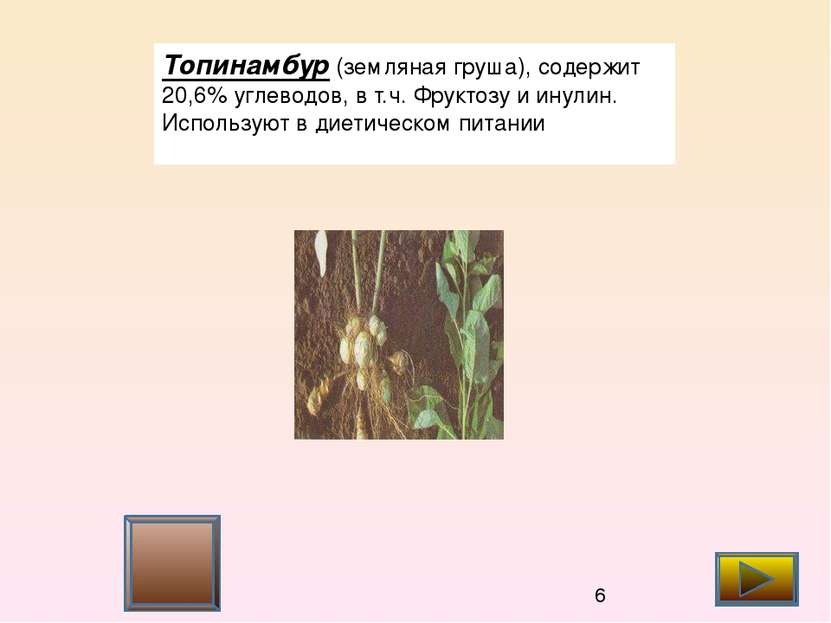 Топинамбур (земляная груша), содержит 20,6% углеводов, в т.ч. Фруктозу и инул...