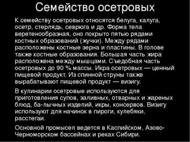 Семейство осетровых К семейству осетровых относятся белуга, калуга, осетр, ст...