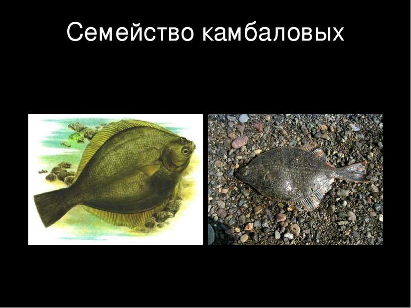 Семейство камбаловых