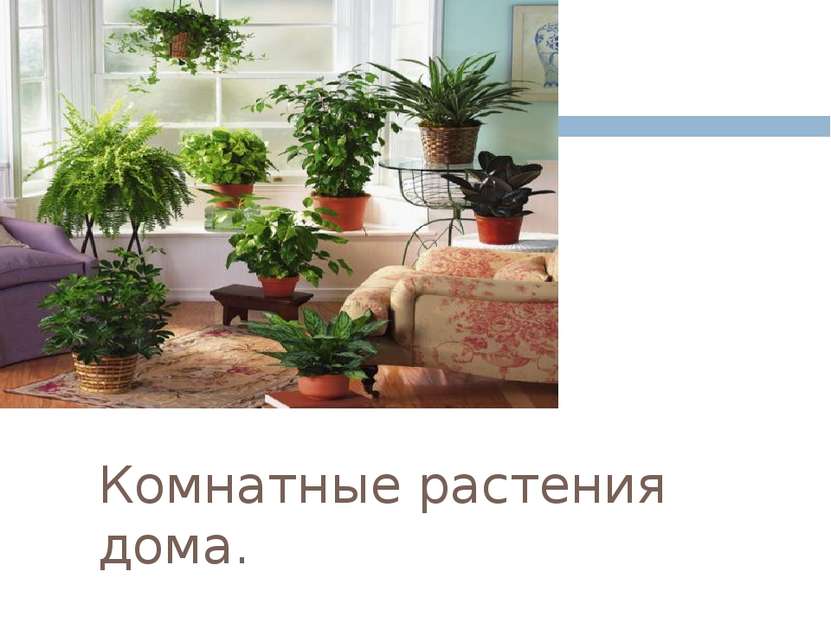Комнатные растения дома.