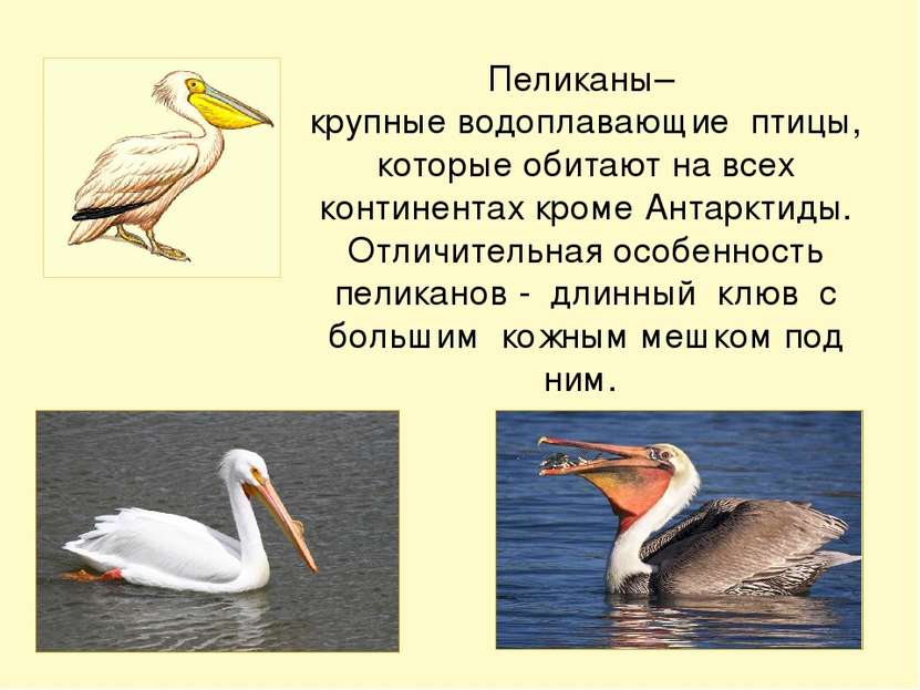 Пеликаны– крупные водоплавающие птицы, которые обитают на всех континентах кр...