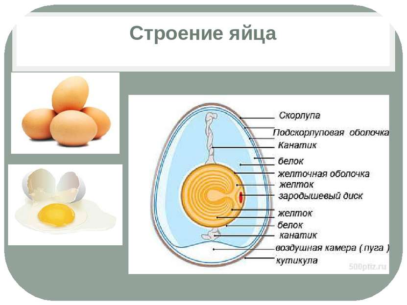 Строение яйца