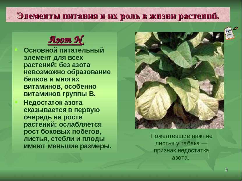* Элементы питания и их роль в жизни растений. Азот N Основной питательный эл...