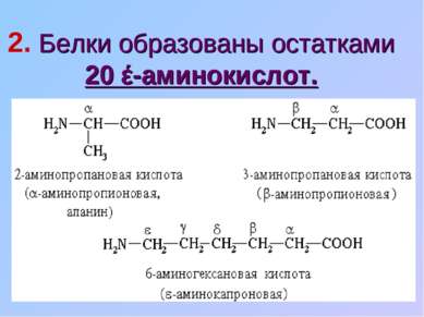2. Белки образованы остатками 20 έ-аминокислот.