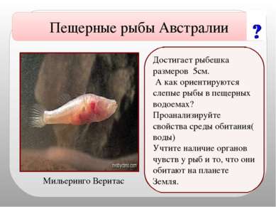Достигает рыбешка размеров 5см. А как ориентируются слепые рыбы в пещерных во...