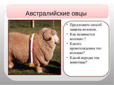 Австралийские овцы Предложите способ защиты волокон. Как называется волокно ?...