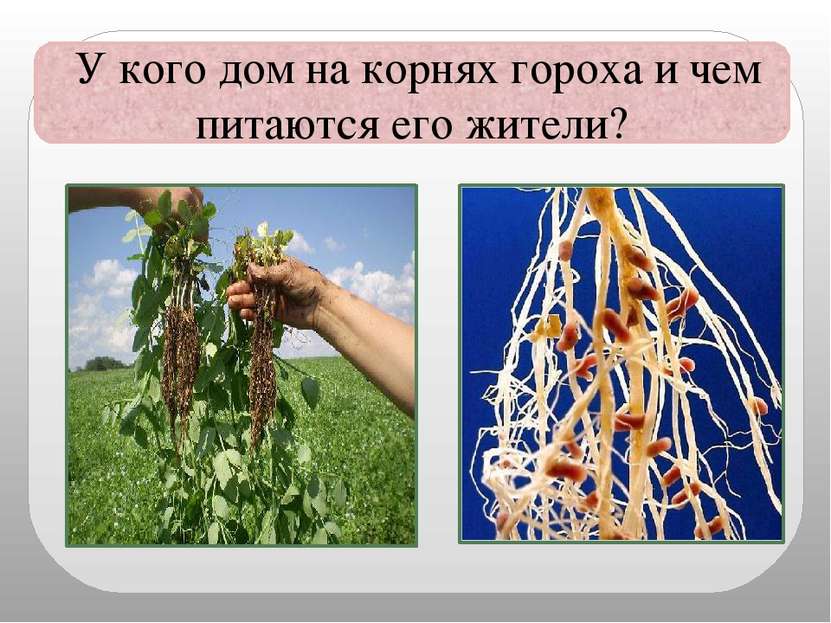 У кого дом на корнях гороха и чем питаются его жители?