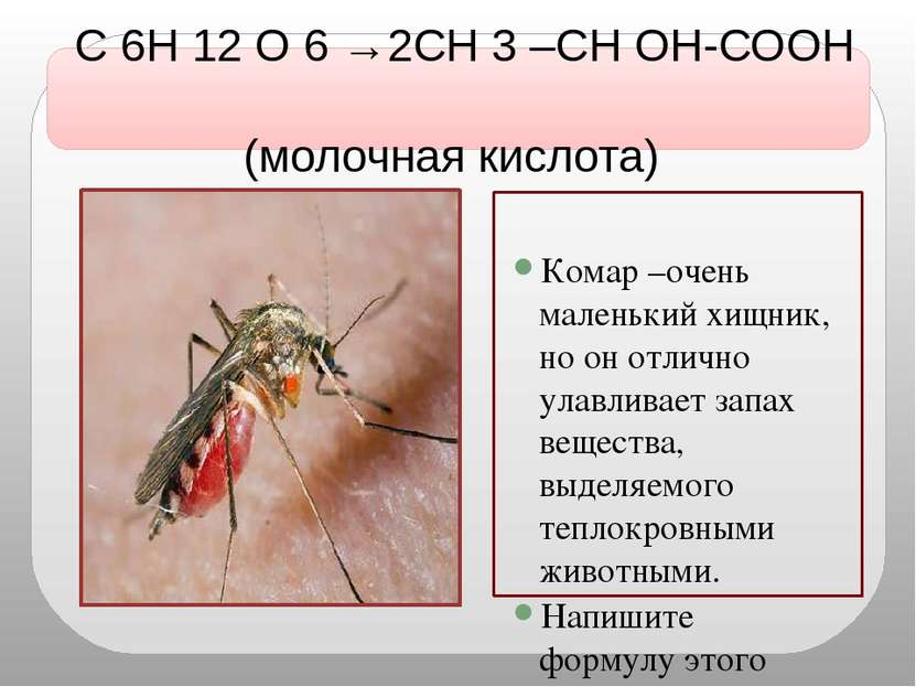 С 6Н 12 О 6 →2СН 3 –СН ОН-СООН (молочная кислота) Комар –очень маленький хищн...