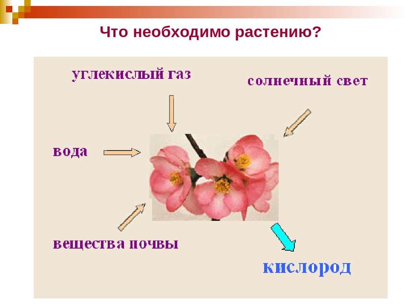 Что необходимо растению?