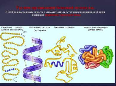 Уровни организации белковой молекулы. Линейная последовательность аминокислот...