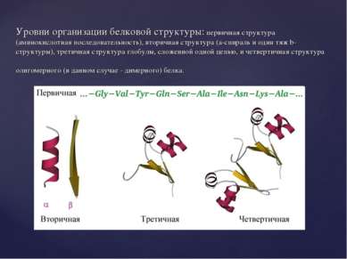 Уровни организации белковой структуры: первичная структура (аминокислотная по...