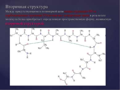 Вторичная структура Между присутствующими в полимерной цепи амино-группами HN...