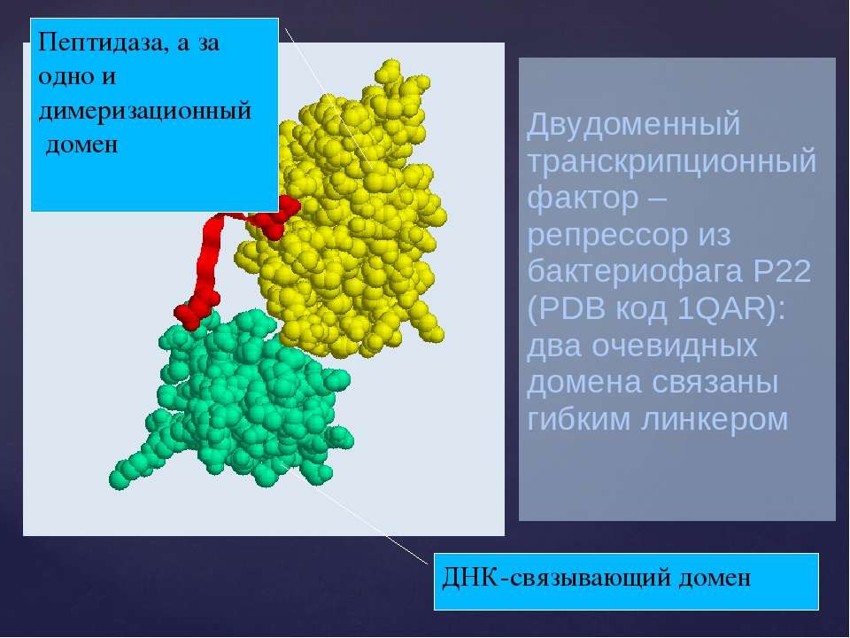 Домен доменные белки. Пептидаза функции. Пептидазы желудка. Транскрипционные факторы. Название пептидаз.