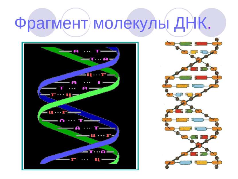 Фрагмент молекулы ДНК.