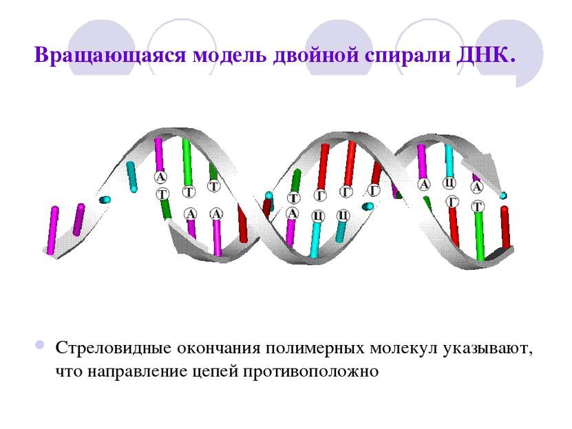 Вращающаяся модель двойной спирали ДНК. Стреловидные окончания полимерных мол...