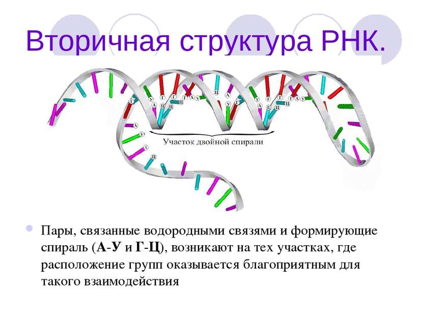 Вторичная структура РНК. Пары, связанные водородными связями и формирующие сп...