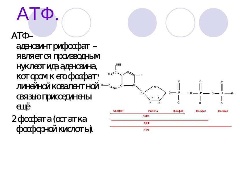 АТФ. АТФ – аденозинтрифосфат – является производным нуклеотида аденозина, в к...