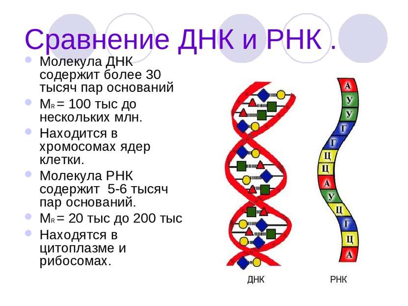 Сравнение ДНК и РНК . Молекула ДНК содержит более 30 тысяч пар оснований МR =...