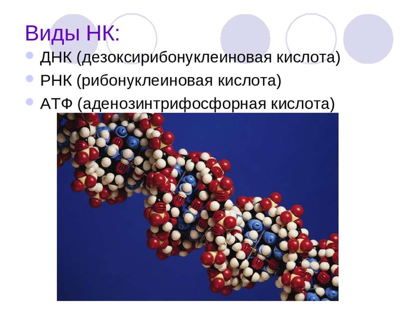 Виды НК: ДНК (дезоксирибонуклеиновая кислота) РНК (рибонуклеиновая кислота) А...