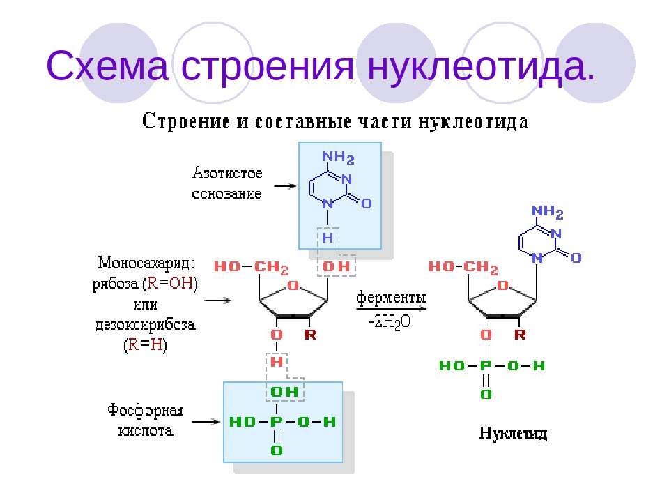 Схема состава нуклеотида днк