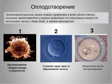 Проникновение сперматозоида в яйцеклетку Слияние ядер гамет и образование зиг...