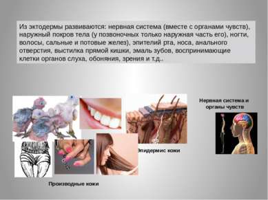Нервная система и органы чувств Эпидермис кожи Производные кожи Из эктодермы ...