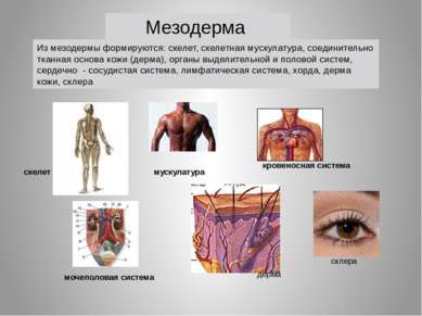 мускулатура кровеносная система скелет мочеполовая система Из мезодермы форми...
