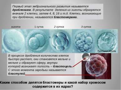 Первый этап эмбрионального развития называется дроблением. В результате делен...