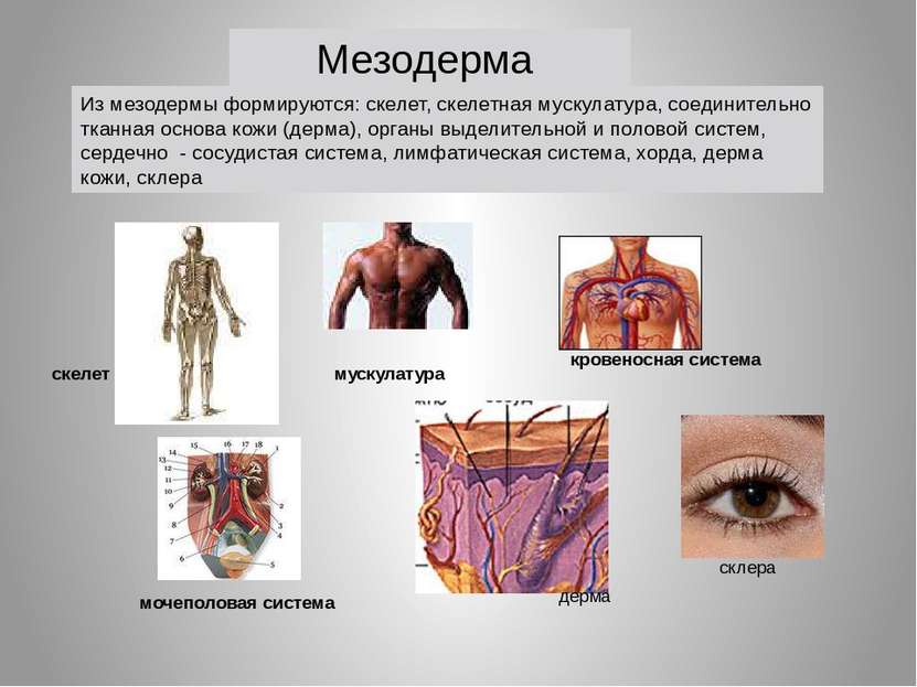 мускулатура кровеносная система скелет мочеполовая система Из мезодермы форми...