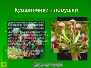 Дарлингтонии встречаются на болотистых почвах западного побережья Северной Ам...