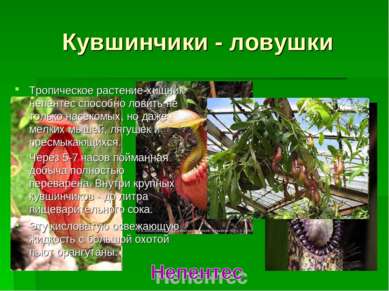 Кувшинчики - ловушки Тропическое растение-хищник непентес способно ловить не ...