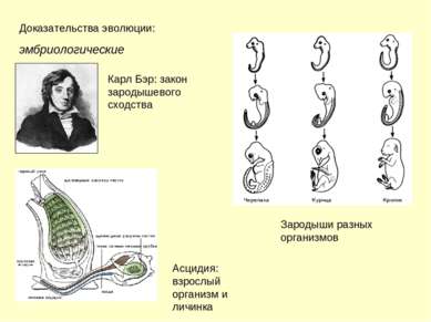 Доказательства эволюции: эмбриологические Карл Бэр: закон зародышевого сходст...