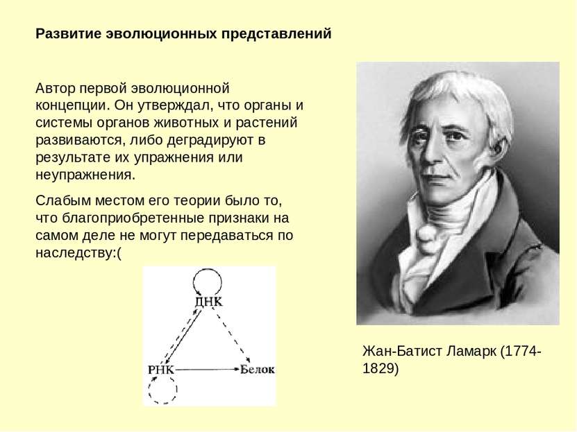 Развитие эволюционных представлений Жан-Батист Ламарк (1774-1829) Автор перво...