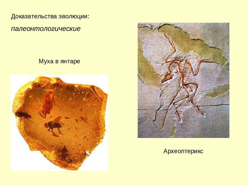 Доказательства эволюции: палеонтологические Археоптерикс Муха в янтаре