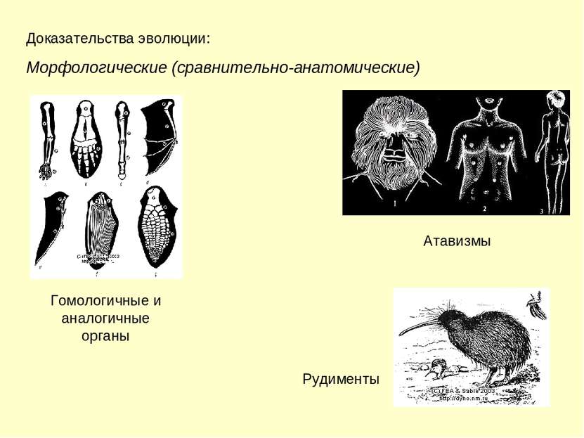 Доказательства эволюции: Морфологические (сравнительно-анатомические) Гомолог...