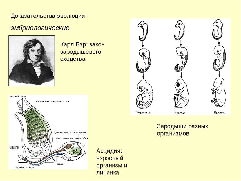 Доказательства эволюции: эмбриологические Карл Бэр: закон зародышевого сходст...