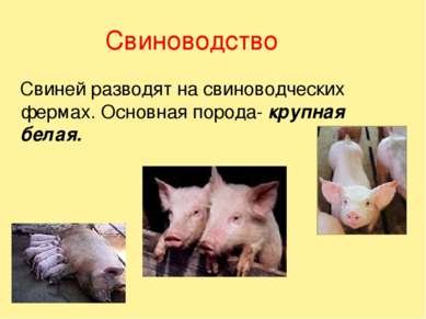 Свиноводство Свиней разводят на свиноводческих фермах. Основная порода- крупн...